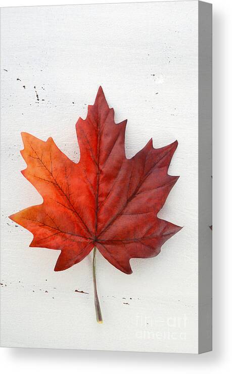  Celebrate Canvas Print featuring the photograph Happy Canada Day red silk maple leaf by Milleflore Images