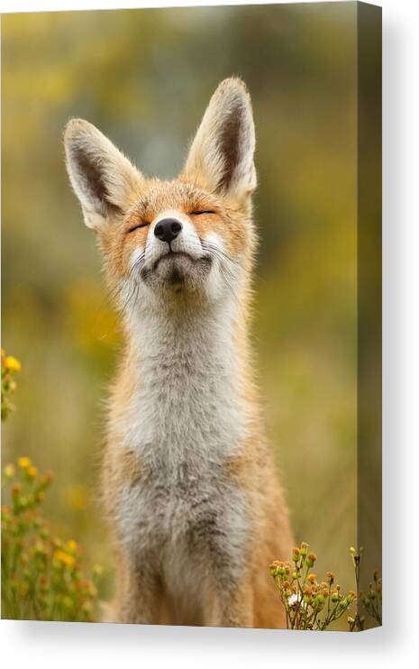 Red Fox Canvas Print featuring the photograph Happy Fox by Roeselien Raimond