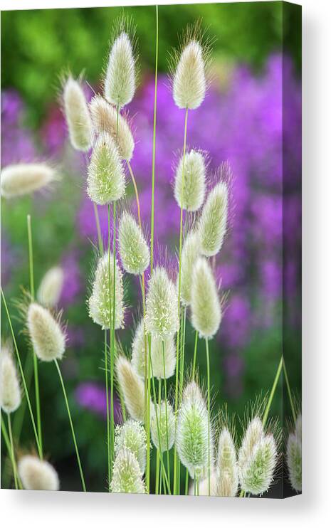 Lagurus Ovatus Canvas Print featuring the photograph Hare's Tail Grass by Tim Gainey