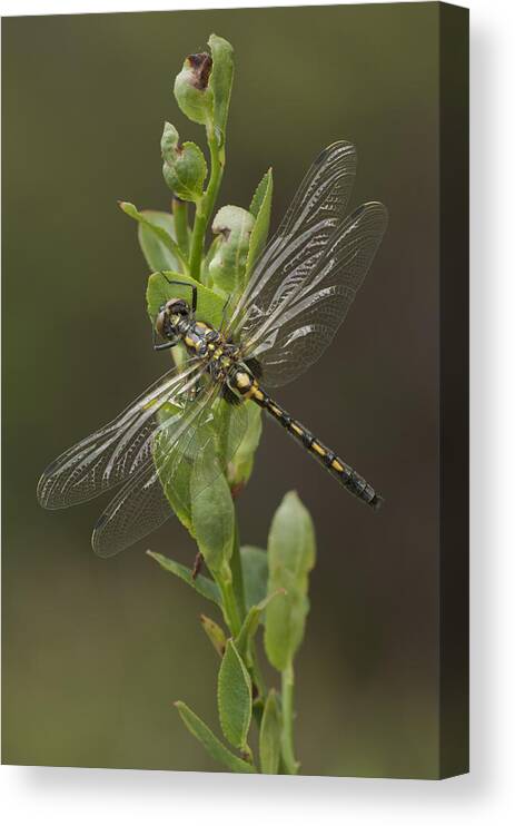 Dragonfly Canvas Print featuring the photograph Having a Break by Andy Astbury