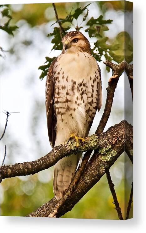 Hawk Canvas Print featuring the photograph Hawk in Evening Light by Michael Peychich