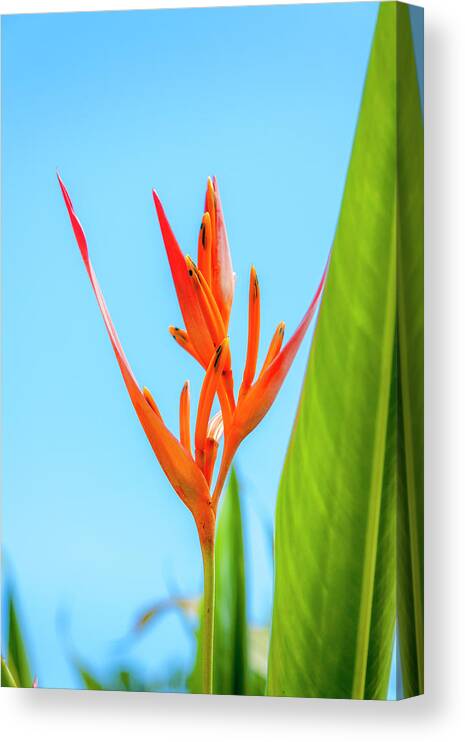 Flowers Canvas Print featuring the photograph Heliconia Flower by Daniel Murphy