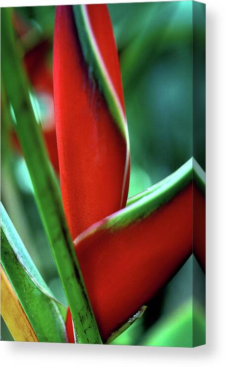 Florals Canvas Print featuring the photograph Heliconia by Kathy Yates
