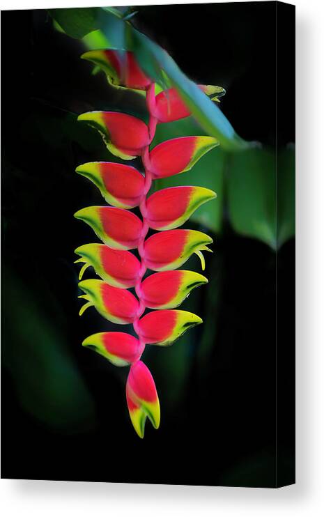 Heliconia Lobster Claw Canvas Print featuring the photograph Heliconia Lobster Claw by Scott Mullin