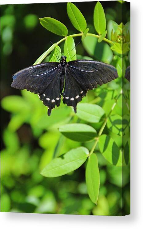 Black Swallowtail Canvas Print featuring the photograph Her Eyes Are Watching- vertical by Michiale Schneider