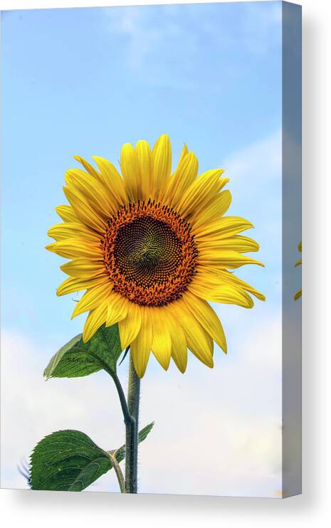  Canvas Print featuring the photograph Here comes the Sun by ChelleAnne Paradis
