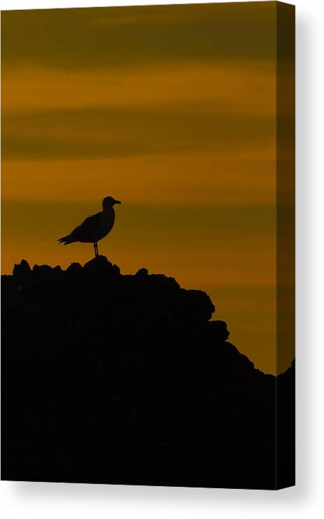 Seagull Canvas Print featuring the photograph Hero by Jill Reger