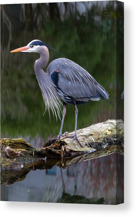 Adult Canvas Print featuring the photograph Heron at Devonian Harbour Park by Michael Russell