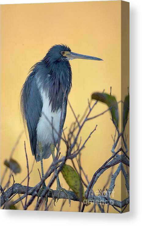 Heron Canvas Print featuring the photograph Heron by Rodney Cammauf