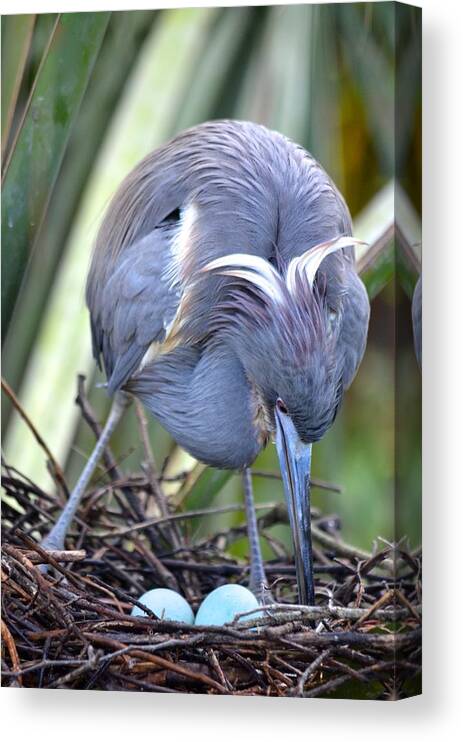 Florida Canvas Print featuring the photograph Heron Strengthening Her Nest by Richard Bryce and Family