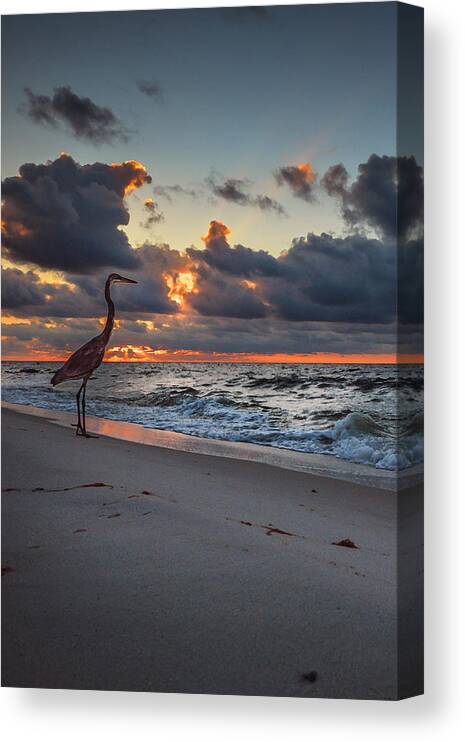 Palm Canvas Print featuring the photograph Heron Sunrise Vertical by Michael Thomas