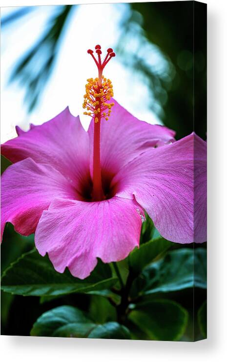North Port Florida Canvas Print featuring the photograph Hibiscus by Tom Singleton