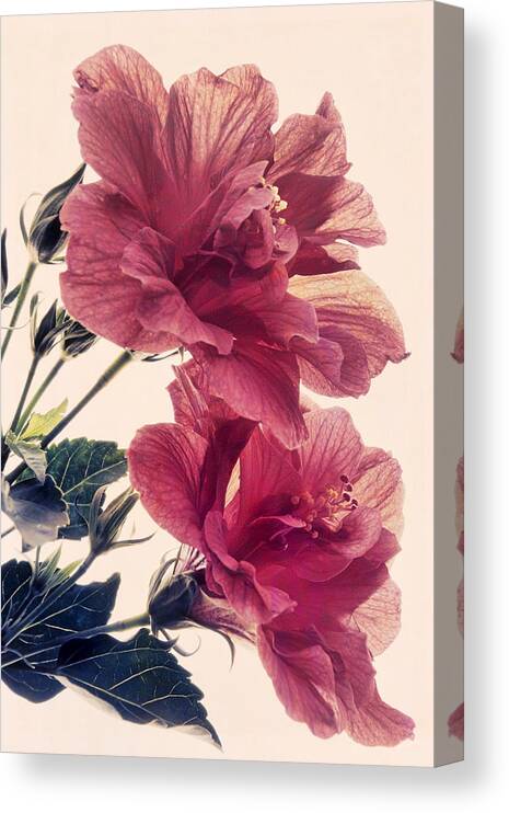 Hibiscus Canvas Print featuring the photograph High on Life by Leda Robertson