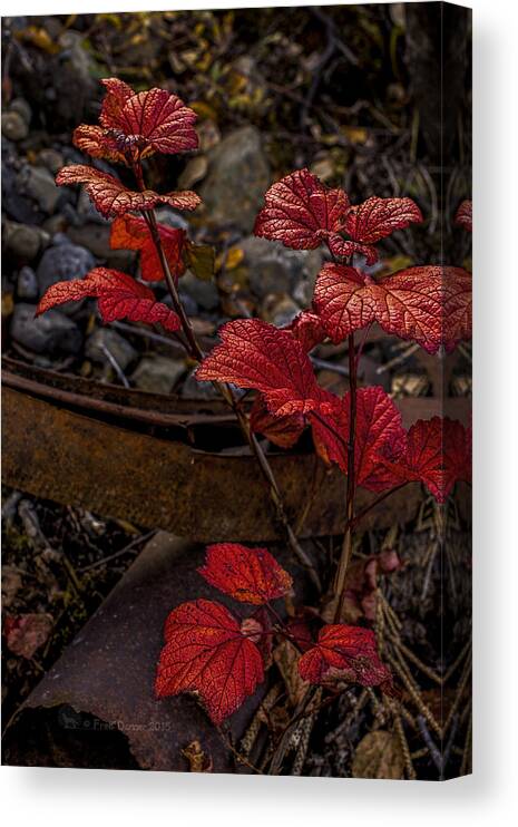 Plant Canvas Print featuring the photograph Highbush Cranberry Leaves by Fred Denner