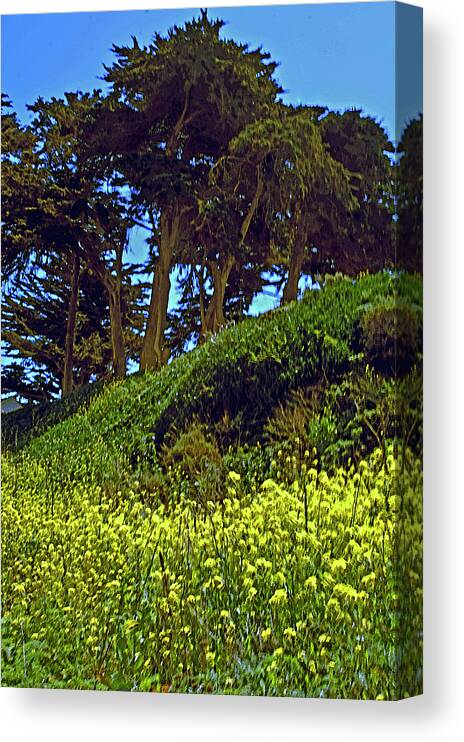  Canvas Print featuring the photograph hill top Cypress by Gary Brandes