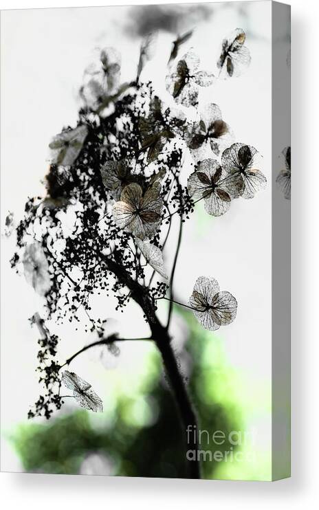 Abstract Canvas Print featuring the photograph Hint of the Orient by Venetta Archer