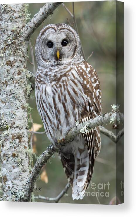 Barred Owl Canvas Print featuring the photograph Hoot Hoot Hoot are You by Beve Brown-Clark Photography