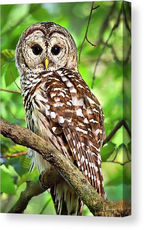 Owl Home Decor Strix Varia Barred Owl Perched On A Canvas Wall Art Print