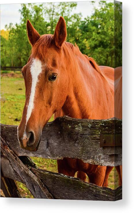 Horse Canvas Print featuring the photograph Horse Friends by Nicole Lloyd
