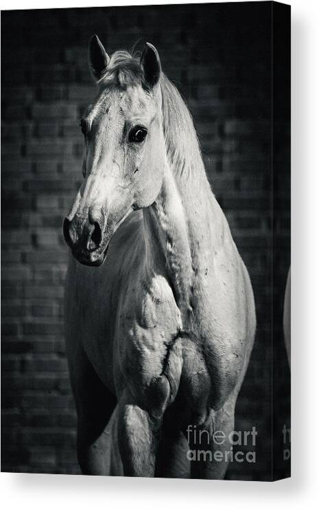 Horse Canvas Print featuring the photograph Horse portrait on the brick background II by Dimitar Hristov