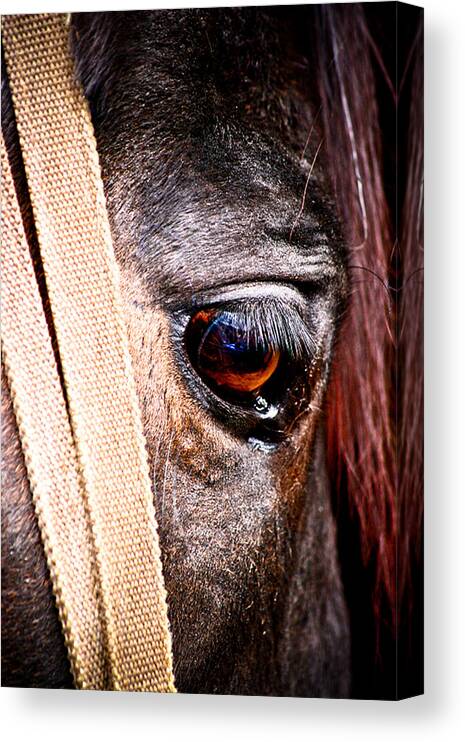 Horse Canvas Print featuring the photograph Horse Tears by Keith Allen
