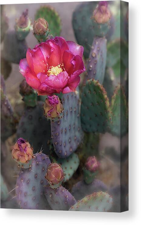 Pink Prickly Pear Cactus Canvas Print featuring the photograph Hot Pink Prickly Pear by Saija Lehtonen