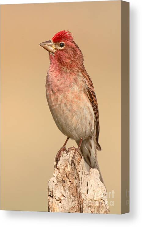 Finch Canvas Print featuring the photograph House Finch With Crest Askew by Max Allen