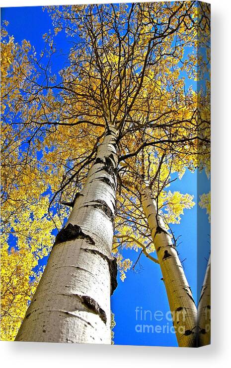 Aspen Canvas Print featuring the photograph How High Is It by Elisabeth Derichs