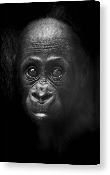 Gorilla Canvas Print featuring the photograph Humanity by Santi Carral