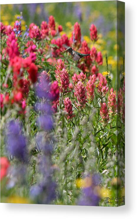 Wildflower Canvas Print featuring the photograph Hummingbird with Wildflowers by Brett Pelletier