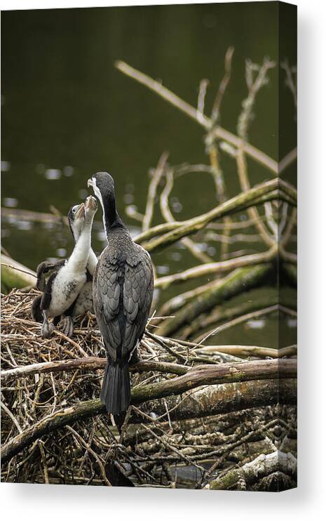 Pied Shag Canvas Print featuring the photograph Hungry Pied Shag Chicks by Racheal Christian