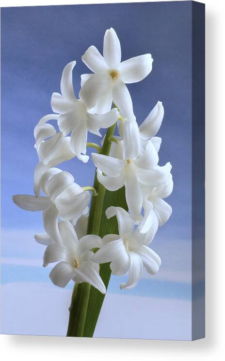Hyacinth Canvas Print featuring the photograph Hyacinth. by Terence Davis