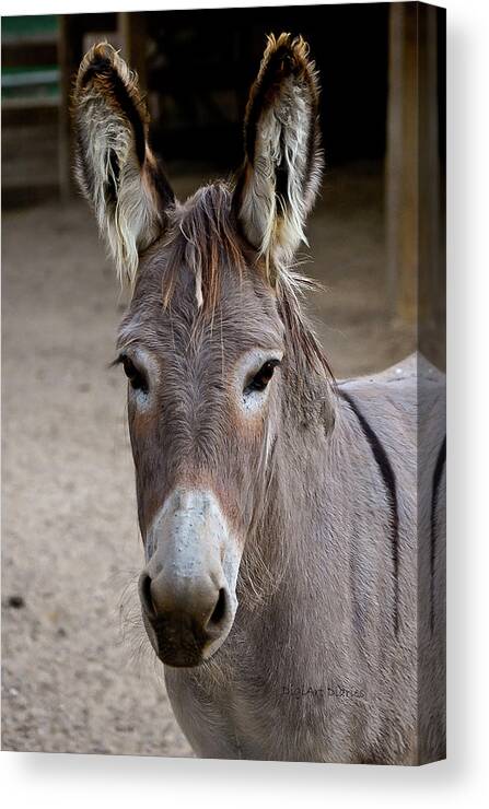 Donkey Canvas Print featuring the photograph I Assked You a Question by DigiArt Diaries by Vicky B Fuller
