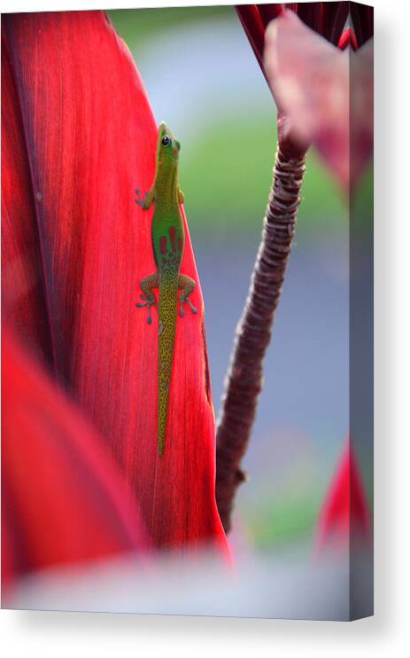 Gecko Canvas Print featuring the photograph I See You Gecko by Lawrence Knutsson