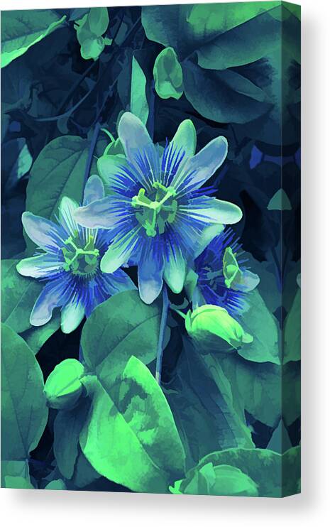 Passion Flower Canvas Print featuring the photograph Ice Cold Purple Passion Vine 2 by Aimee L Maher ALM GALLERY