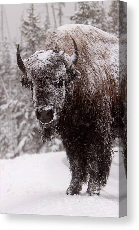 Mark Miller Photos Canvas Print featuring the photograph Ice Cold Winter Buffalo by Mark Miller
