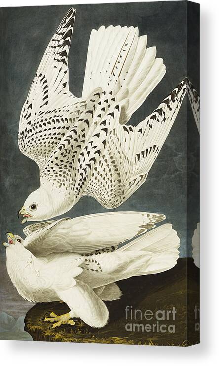 Iceland Or Jer Falcon Canvas Print featuring the drawing Iceland Or Jer Falcon by John James Audubon