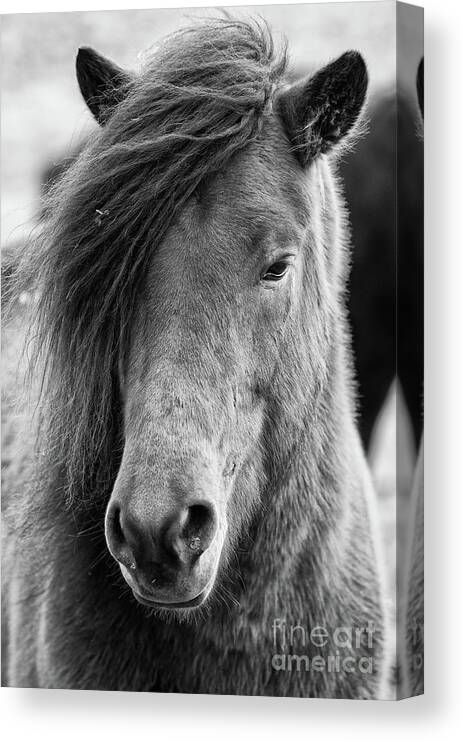 Adorable Canvas Print featuring the photograph Icelandic Horse Profile bw by Jerry Fornarotto