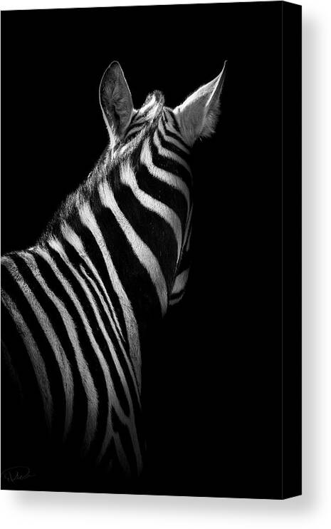 Zebra Canvas Print featuring the photograph Ignorance by Paul Neville