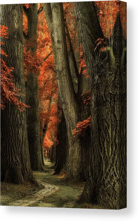 Tree Canvas Print featuring the photograph I'll find my way... by Martin Podt