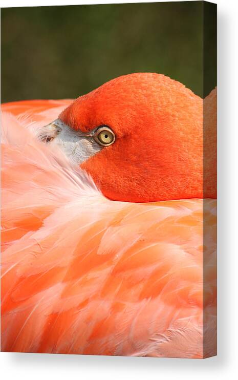 Birds Canvas Print featuring the photograph I'm watching you by Thomas Pipia