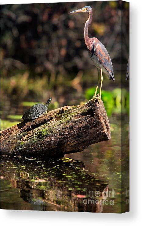 Immature Canvas Print featuring the photograph Immature Tri-colored Heron and Peninsula Cooter Turtle by Matt Suess