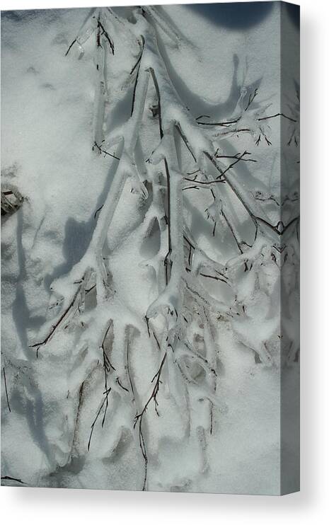 Snow Canvas Print featuring the photograph Impressions by Joi Electa