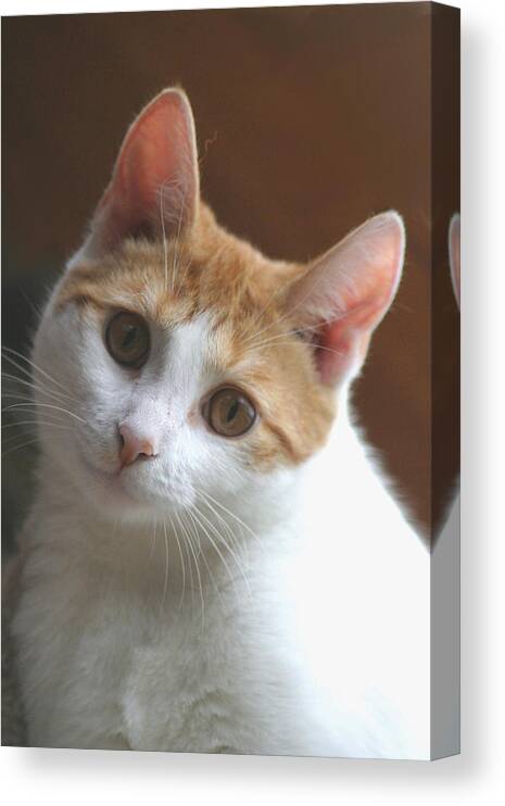 Cat Canvas Print featuring the photograph In Memory Of Stormy by Living Color Photography Lorraine Lynch