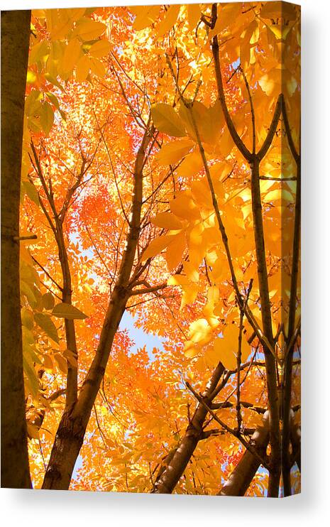 Autumn Canvas Print featuring the photograph In the Autumn Mood by James BO Insogna