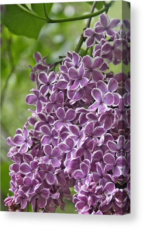 Purple Canvas Print featuring the photograph In The Garden. Lilac by Ben and Raisa Gertsberg