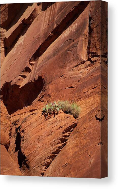 Arizona Canvas Print featuring the photograph In The Rock Life Will Come by Lucinda Walter