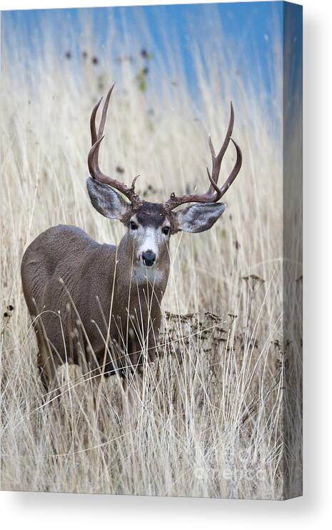 Deer Canvas Print featuring the photograph In the Tall Grass by Douglas Kikendall