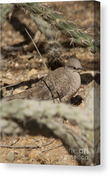 Mexico Canvas Print featuring the photograph Inca Dove by Daniel Hebard