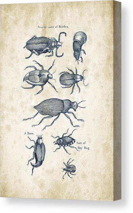 Beetle Canvas Print featuring the digital art Insects - 1792 - 02 by Aged Pixel
